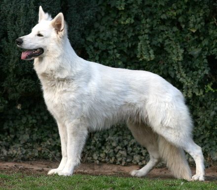 weißer Schäferhund Deckrüde Stockhaar