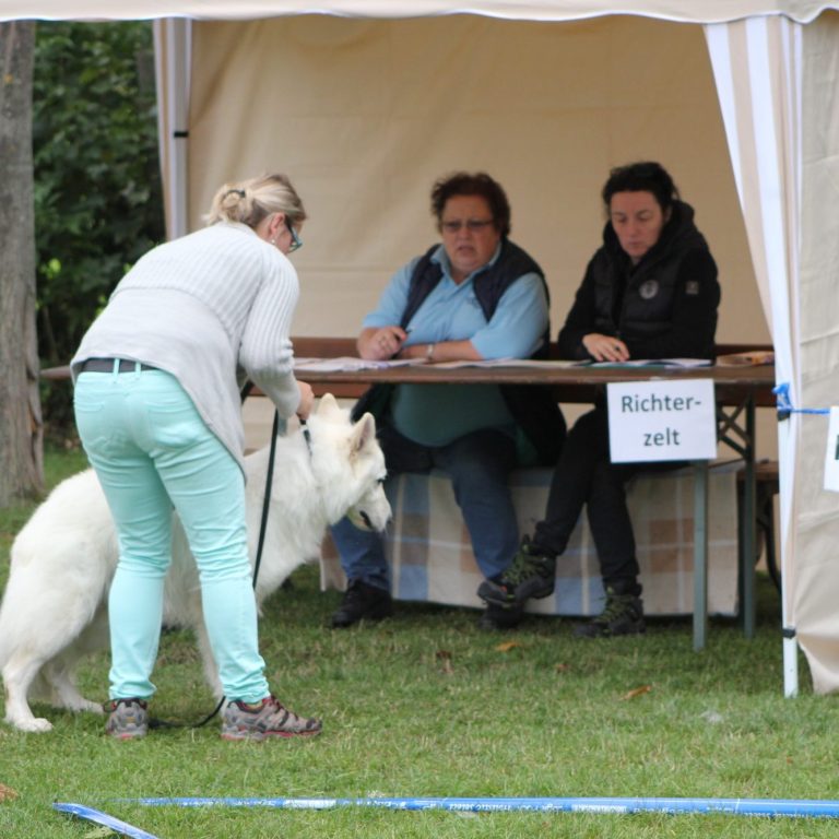 weisser schweizer schäferhunde zucht