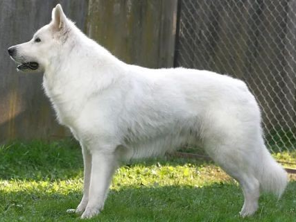 Kamino von Meierhafe Deckrüde Schäferhund weiss