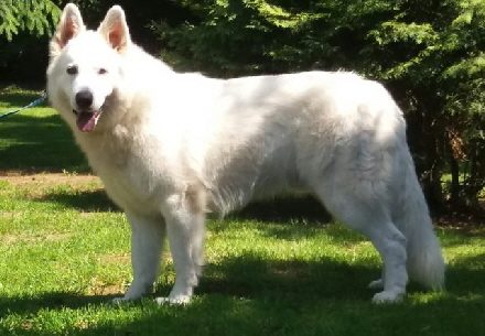 weißer Schäferhund Deckrüde Stockhaar