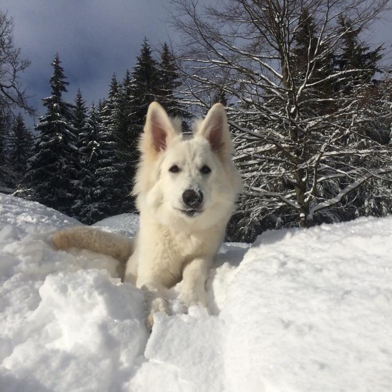 Weißer Schweizer Schäferhund liegt auf Schnee vor verschneiten Bäumen.