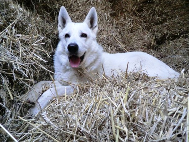 Weisser Schäferhund Züchter , Weisser Schäferhund welpe