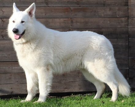 Kamino von Meierhafe Deckrüde Schäferhund weiss