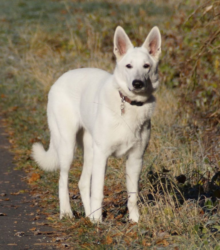 Rassebeschreibung weißer Schäferhund