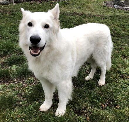 weißer Schäferhund Deckrüde Stockhaar