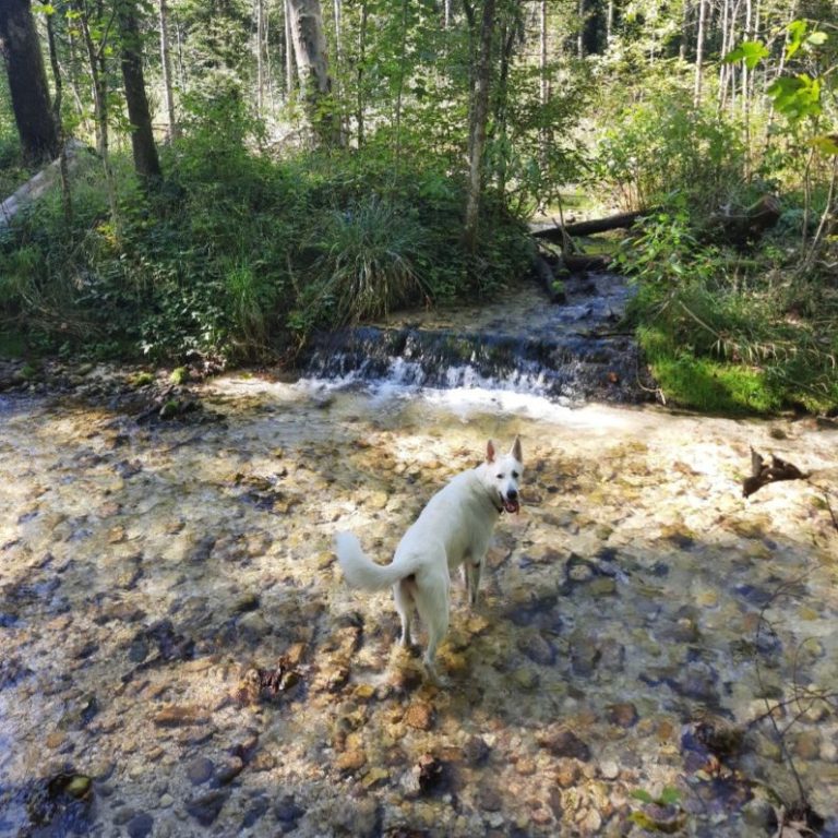 weisse Schäferhunde