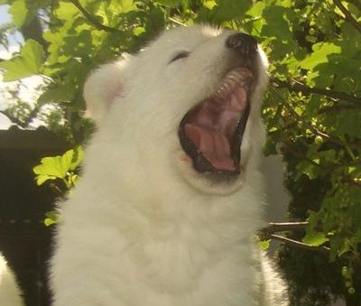 weiße schweizer Schäferhundwelpen