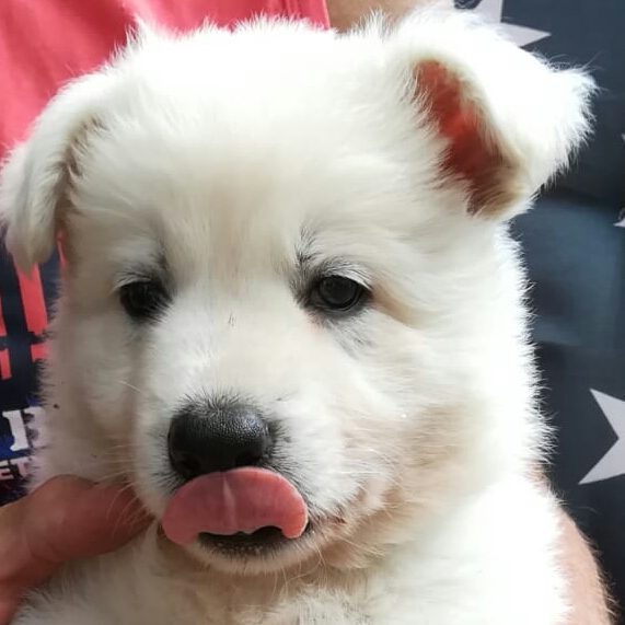 Ein flauschiger weißer Schäferhund Welpe mit einem neugierigen Blick und rausgestreckter Zunge.