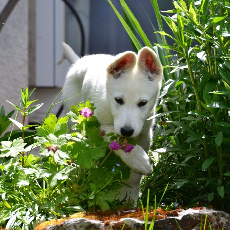 weisse schweizer schäferhundwelpen