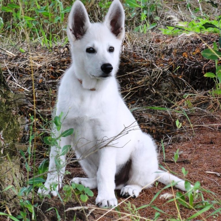 weisse schäferhunde Zucht Verein