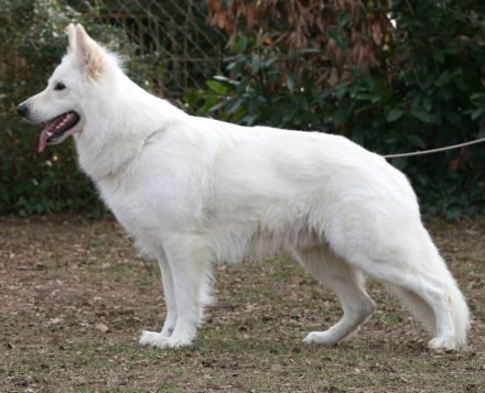 weißer Schäferhund Deckrüde Stockhaar