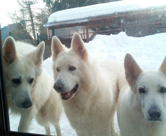 Drei weiße Hunde stehen vor einem Fenster im Schnee.