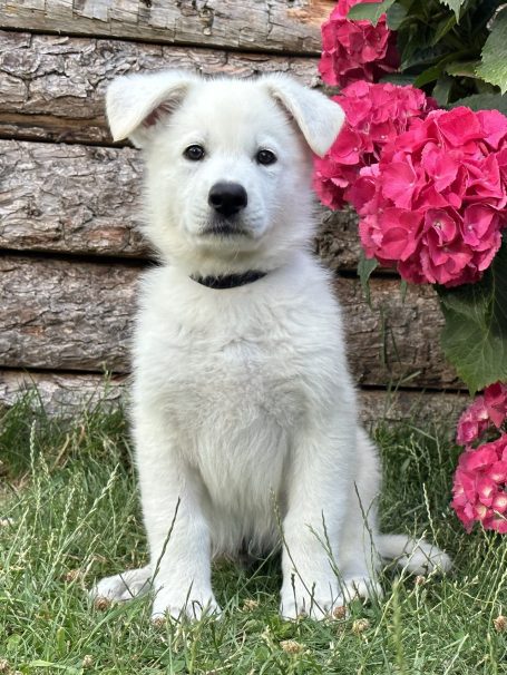 weisse Schäferhunde Hessen, Sachsen Anhalt, Bremen, Berlin, Hamburg