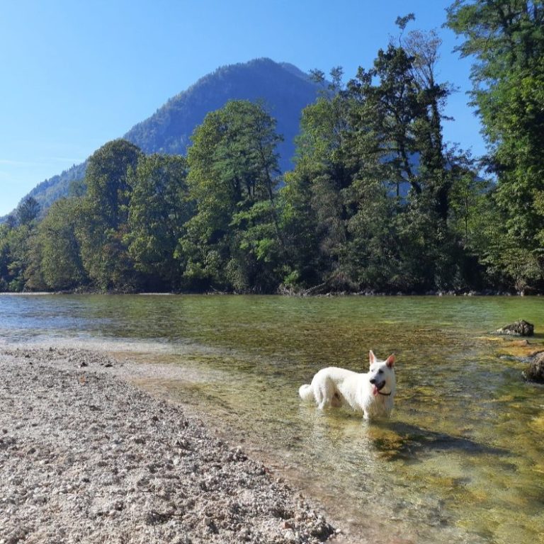 weisser Schäferhund welpe