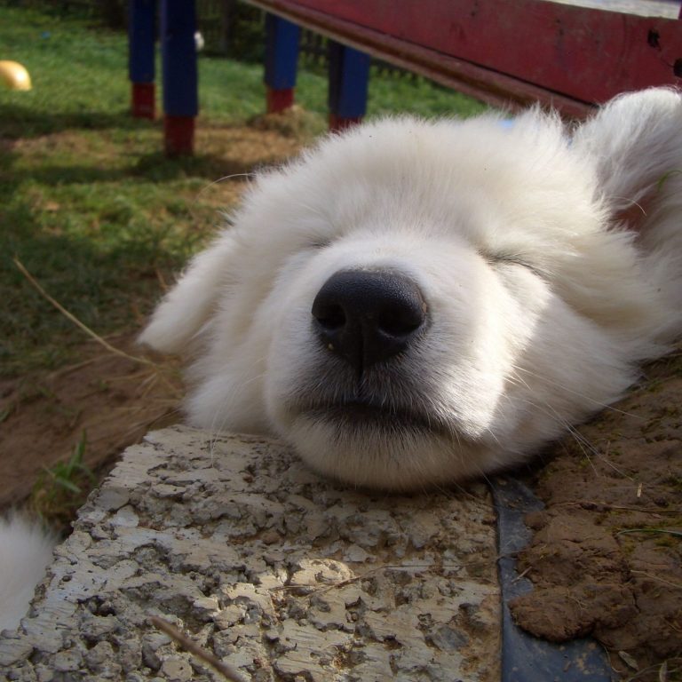 weisser Schäferhund welpe