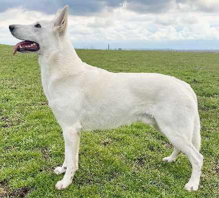 weißer Schäferhund Deckrüde Stockhaar