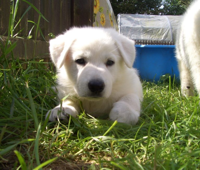 Weisse Schäferhunde Welpen