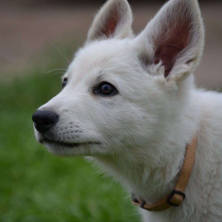 weisse schweizer Schäferhunde Welpen