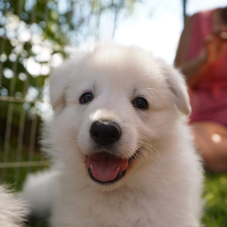 Weisse schäferhund welpen