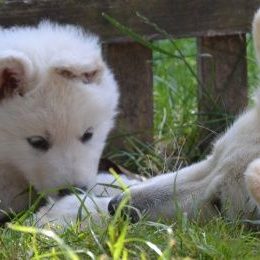 Weisse Schäferhundwelpen Deutschlandweit