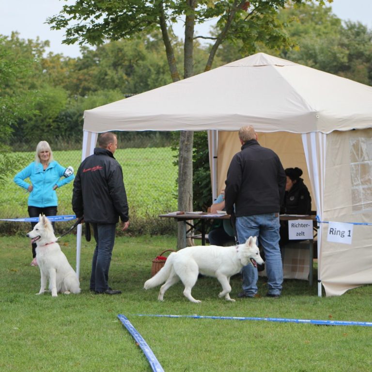 weisse schäferhund welpen