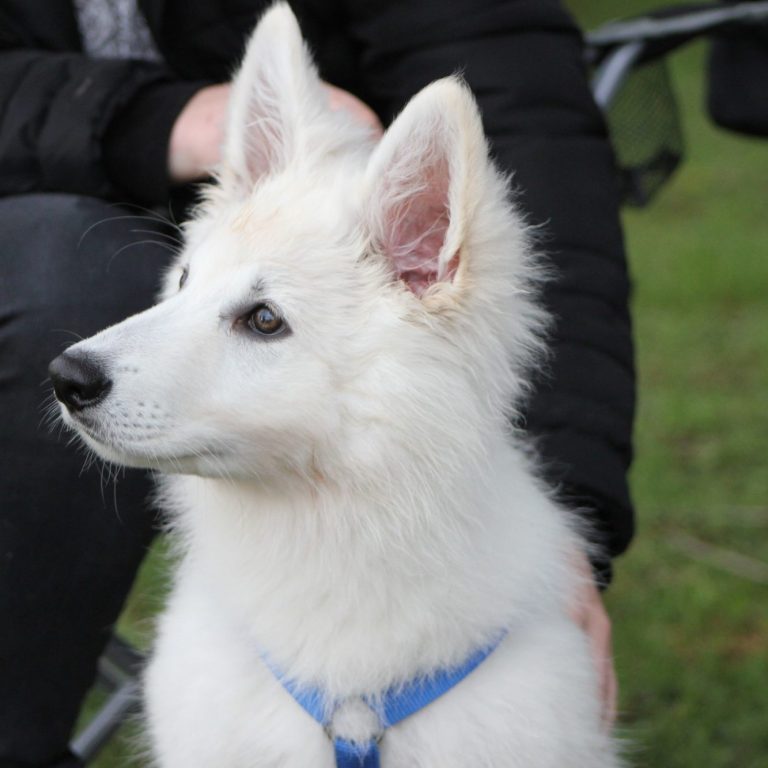 welpen weisse schäferhunde züchter