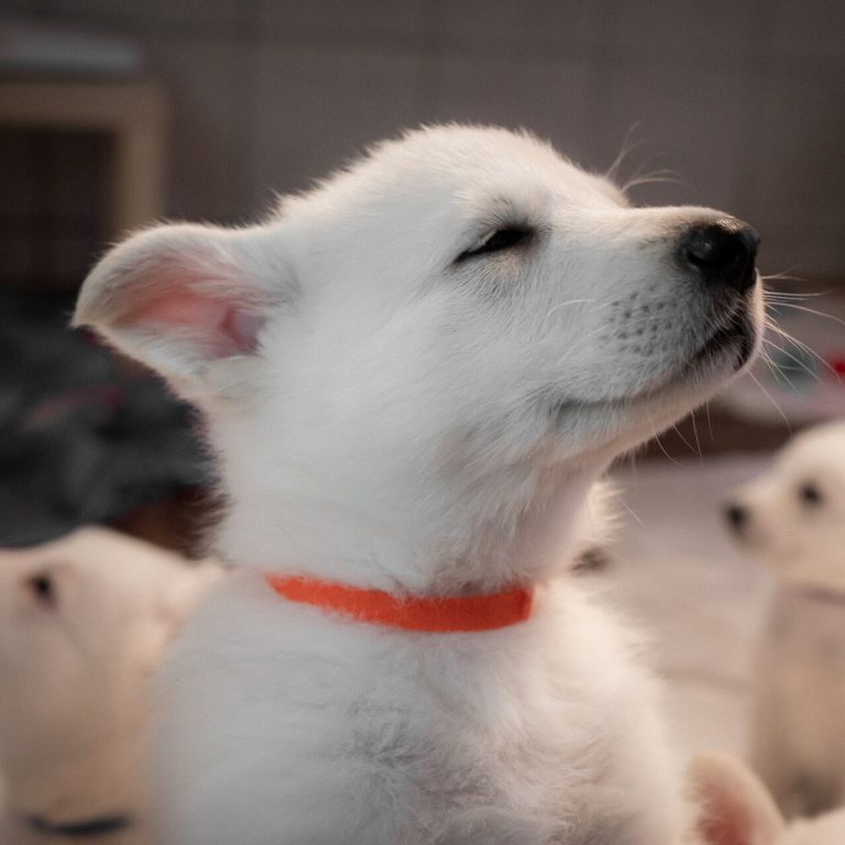 weisser Schäferhunde Hundezüchter